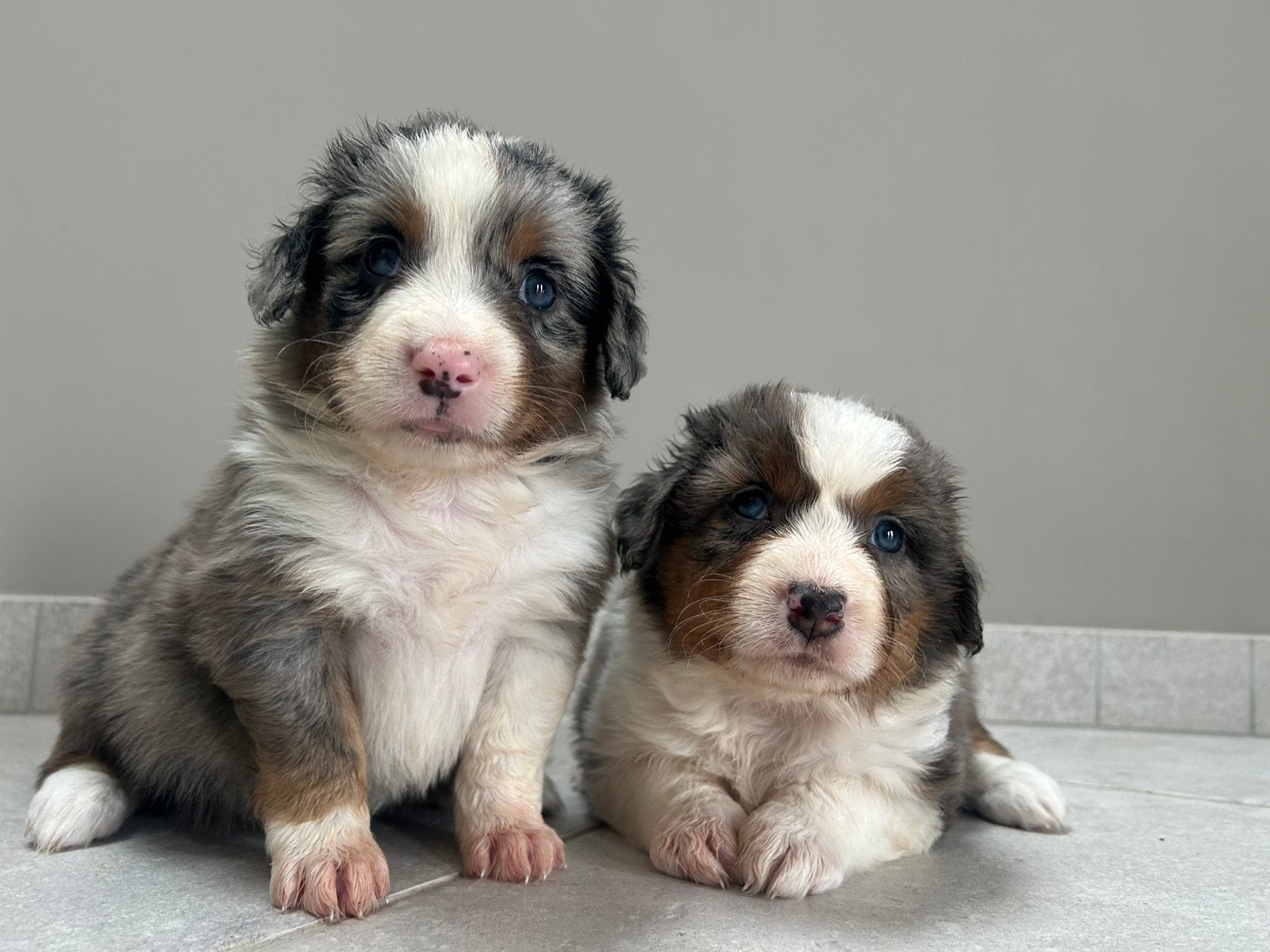 Australian shepherds - amerikaanse herders, Maladie de Carré (chiens), Plusieurs, Belgique, Berger