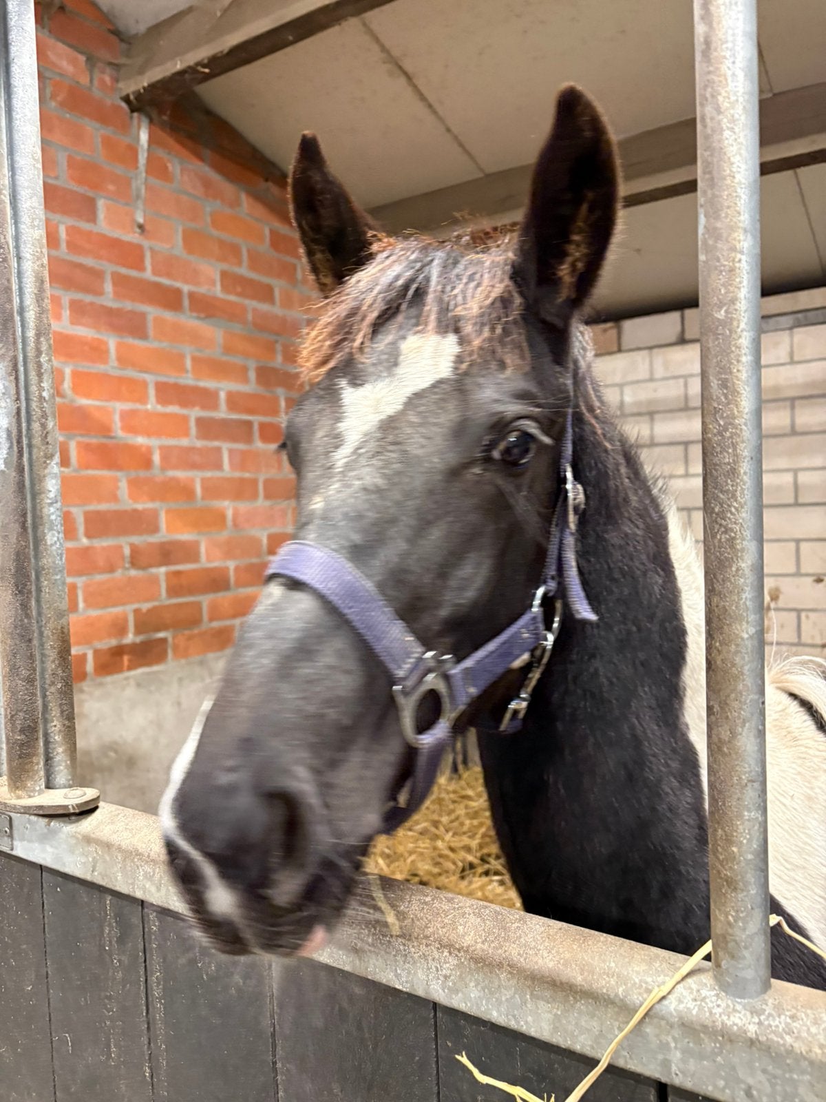 Cis van de Meeushoeve, (Ceasar ter Linden), Dieren en Toebehoren, Springpaard, Minder dan 160 cm, Met stamboom, Niet van toepassing