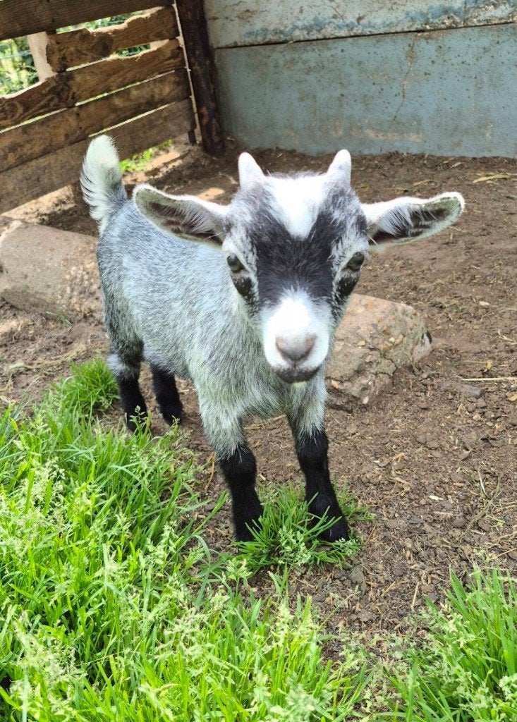 dwerg geit bokjes, Dieren en Toebehoren, Schapen, Geiten en Varkens, Mannelijk, Geit, 0 tot 2 jaar