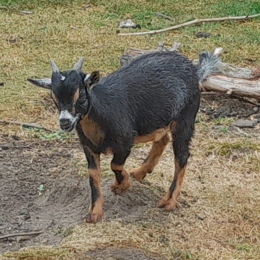 Onverwant koppel bok en mieke, Meerdere dieren, Geit, 0 tot 2 jaar