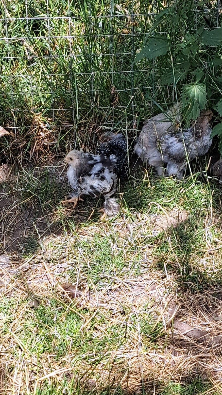 Brahma groothoenders, Dieren en Toebehoren, Pluimvee