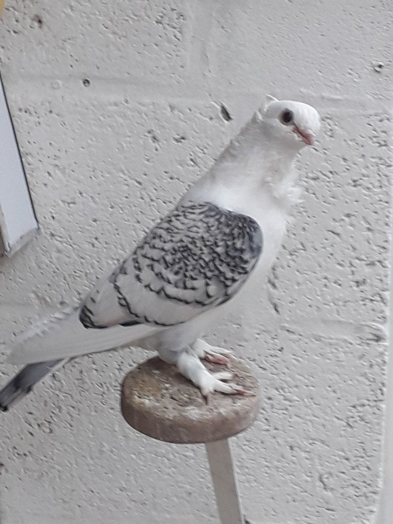 Pigeons Satinette, Animaux & Accessoires