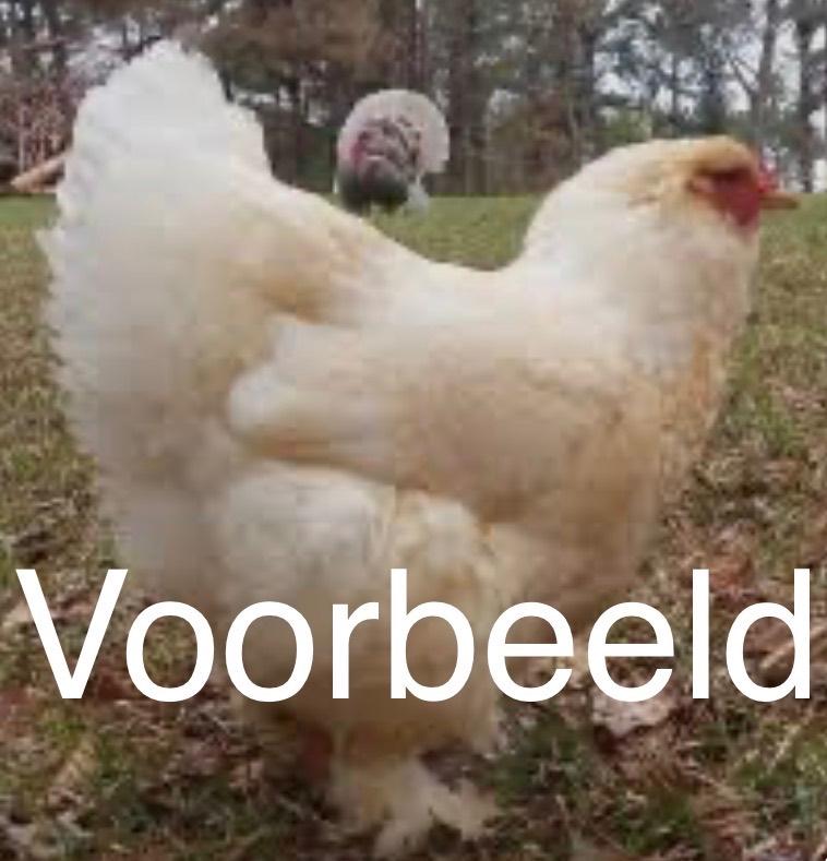 ik zoek brahma hennetjes, Dieren en Toebehoren, Pluimvee, Vrouwelijk, Kip