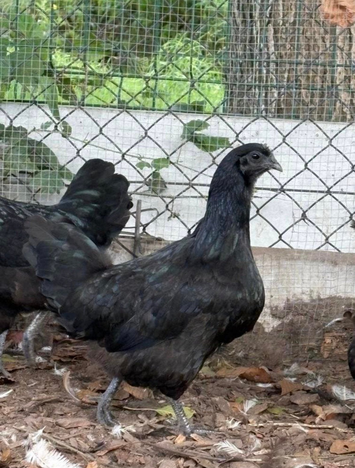 Broedeieren ayam cemani, Geslacht onbekend, Kip