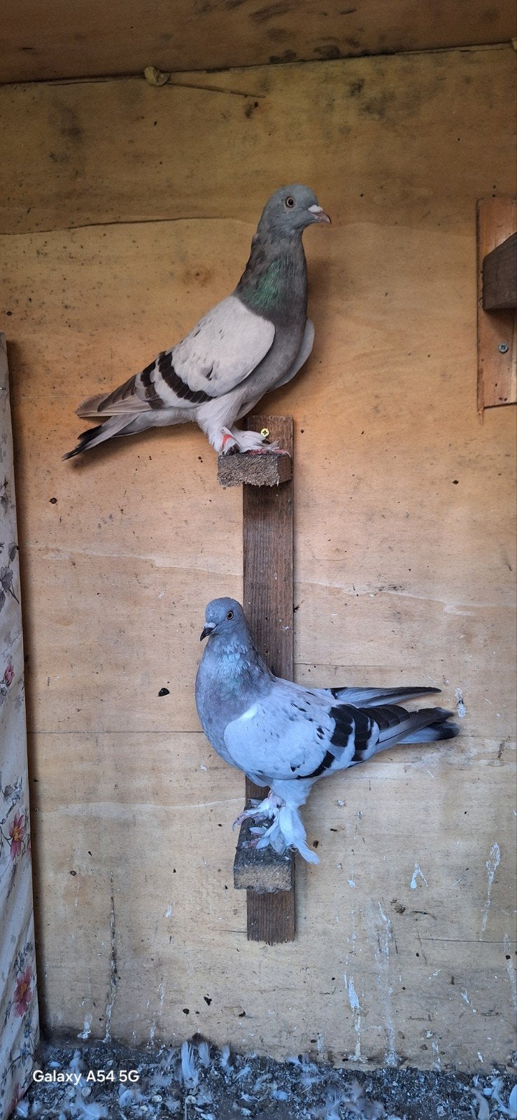 takla, Plusieurs animaux, Pigeon culbutant ou Roller