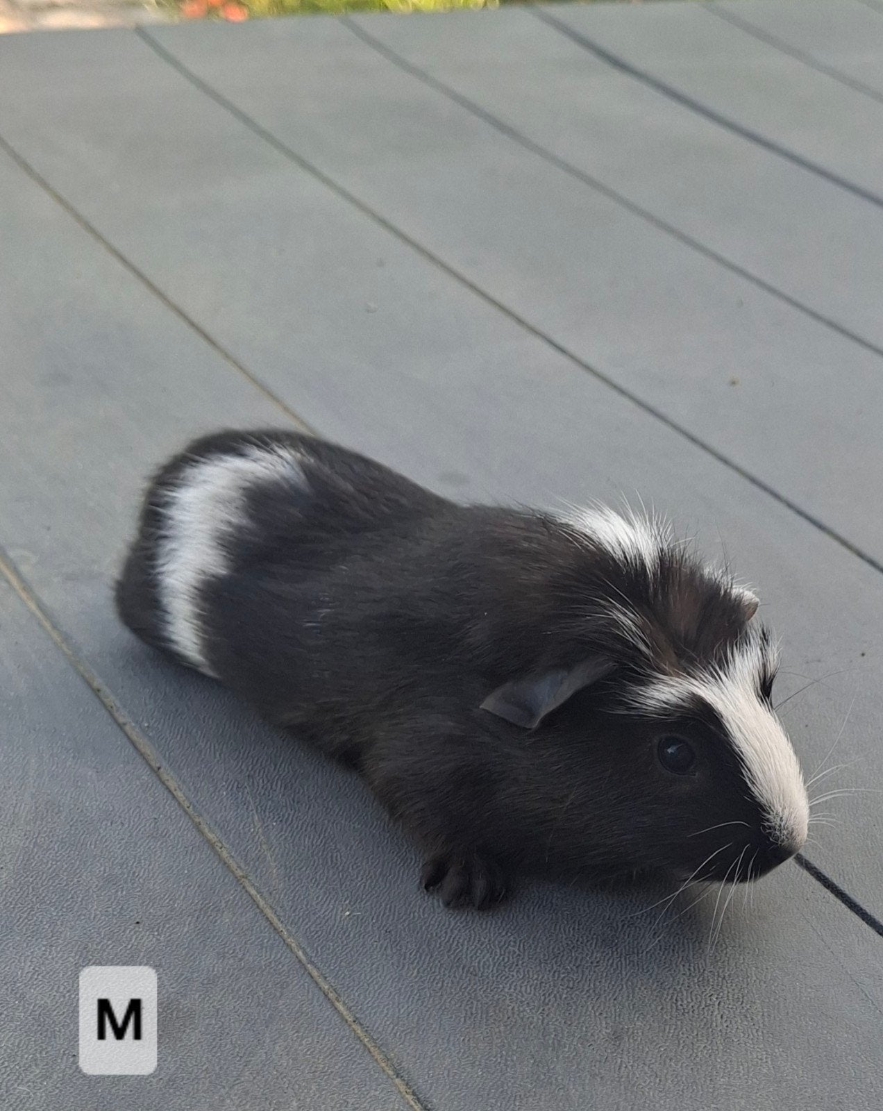 Mooie mannelijke cavia's, Mâle, Domestique, Mai, Cobaye
