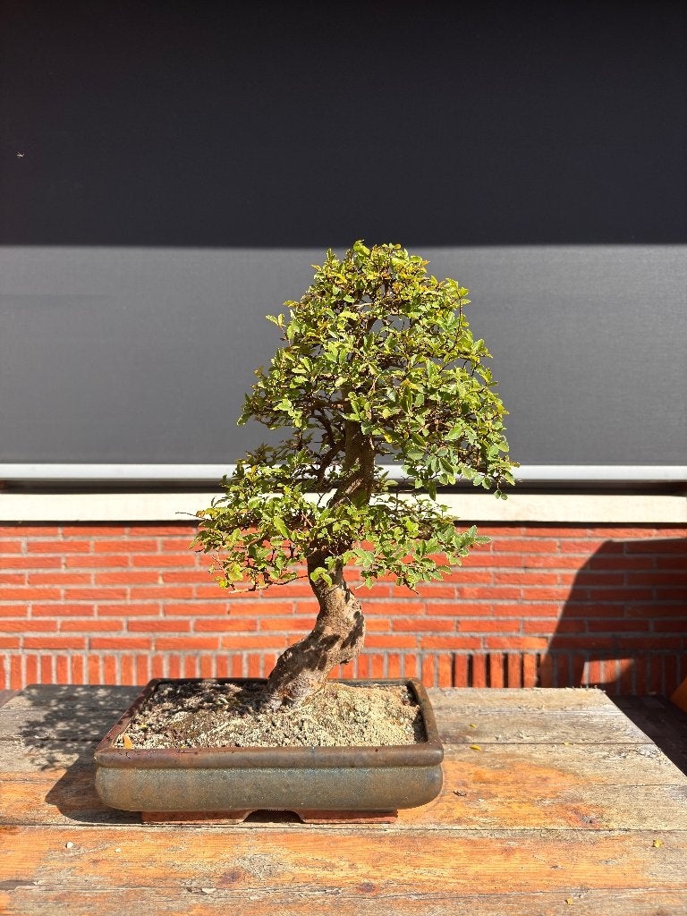 Chinese Iep bonsai, Tuin en Terras, Ophalen, In pot