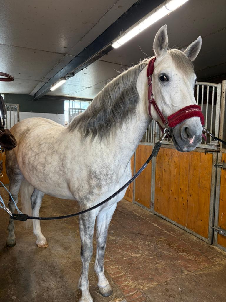Mooie PRE ruin 5 jaar, Animaux & Accessoires, Poneys, Hongre