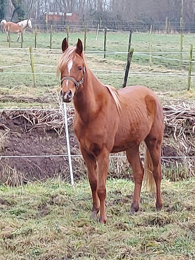 3 jarige Arabier hengst, Dieren en Toebehoren, Paarden, Hengst, 3 tot 6 jaar, Met stamboom, Onbeleerd