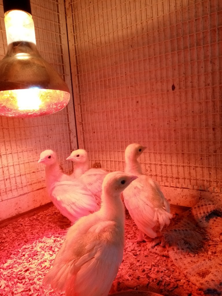 Kuikens van witte pauw, Dieren en Toebehoren, Pluimvee