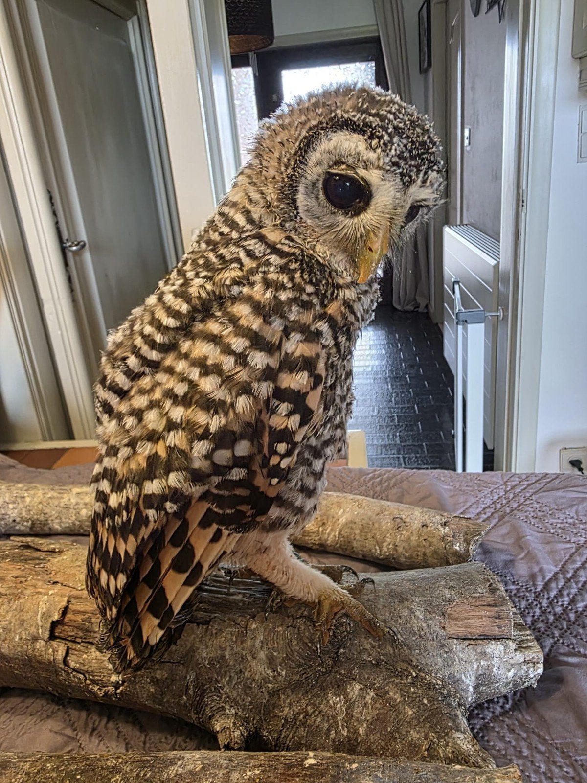Roodpootbosuil, Dieren en Toebehoren, Vogels | Overige Vogels, Geslacht onbekend, Roofvogel, Geringd