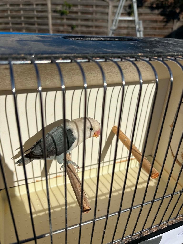 SF Bleu ardoise Opaline Fischeri 2026, Mâle, Perroquet nain ou Inséparable, Bagué