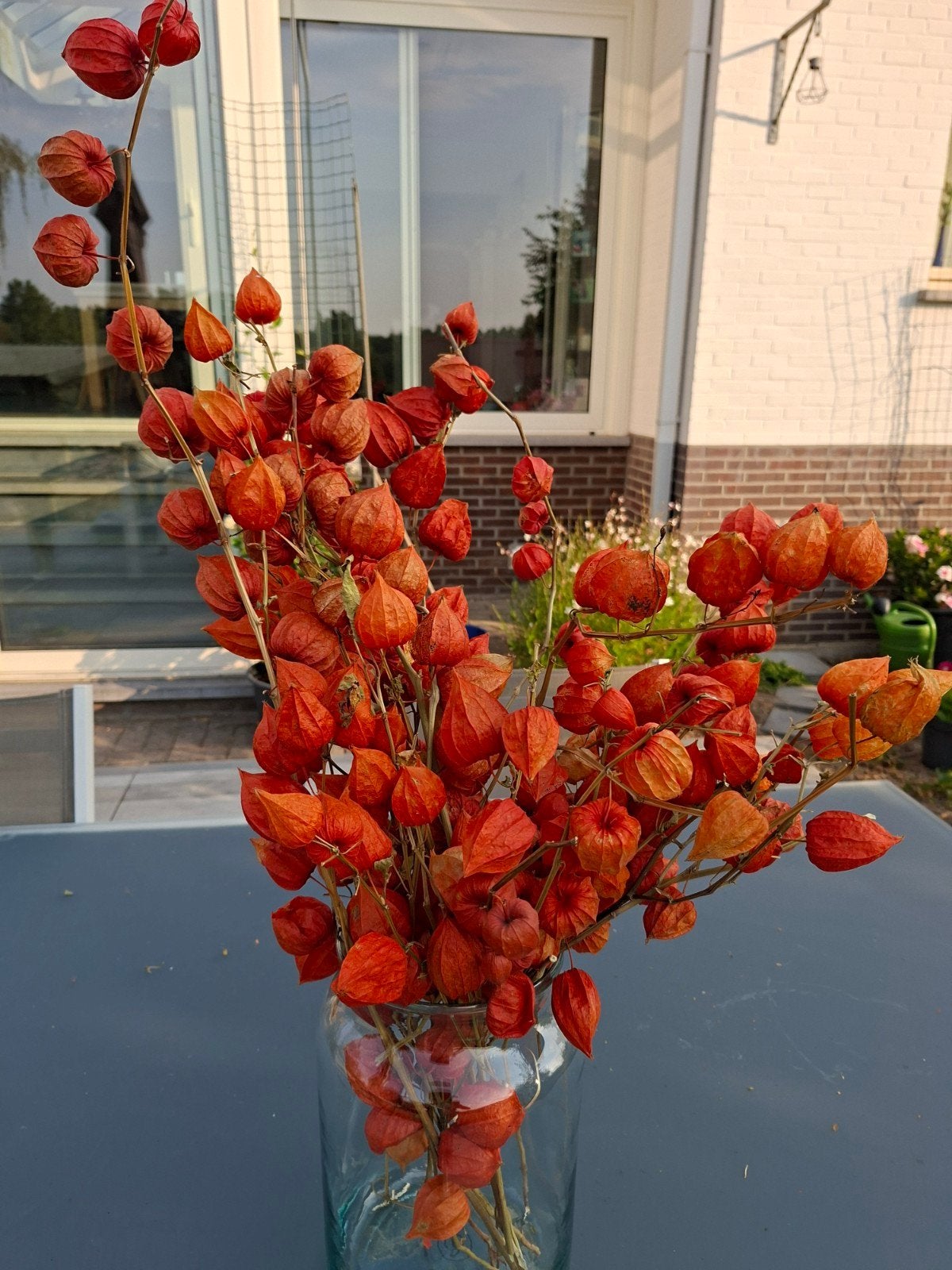droogbloemen Lampionplant, Ophalen, Boeket