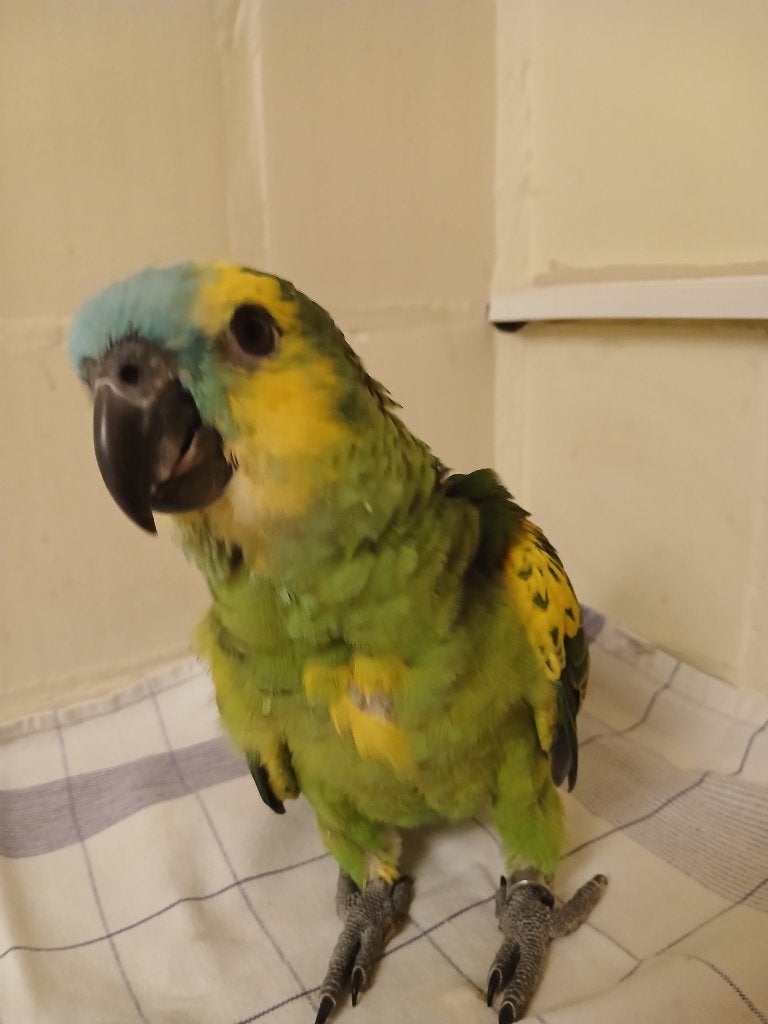blauwvoorhoofd  geelvleugel amazone tam, Sexe inconnu, Perroquet, Domestique