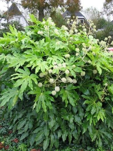 Fatsia japonica, Tuin en Terras, Vaste plant, Halfschaduw, Herfst, Ophalen