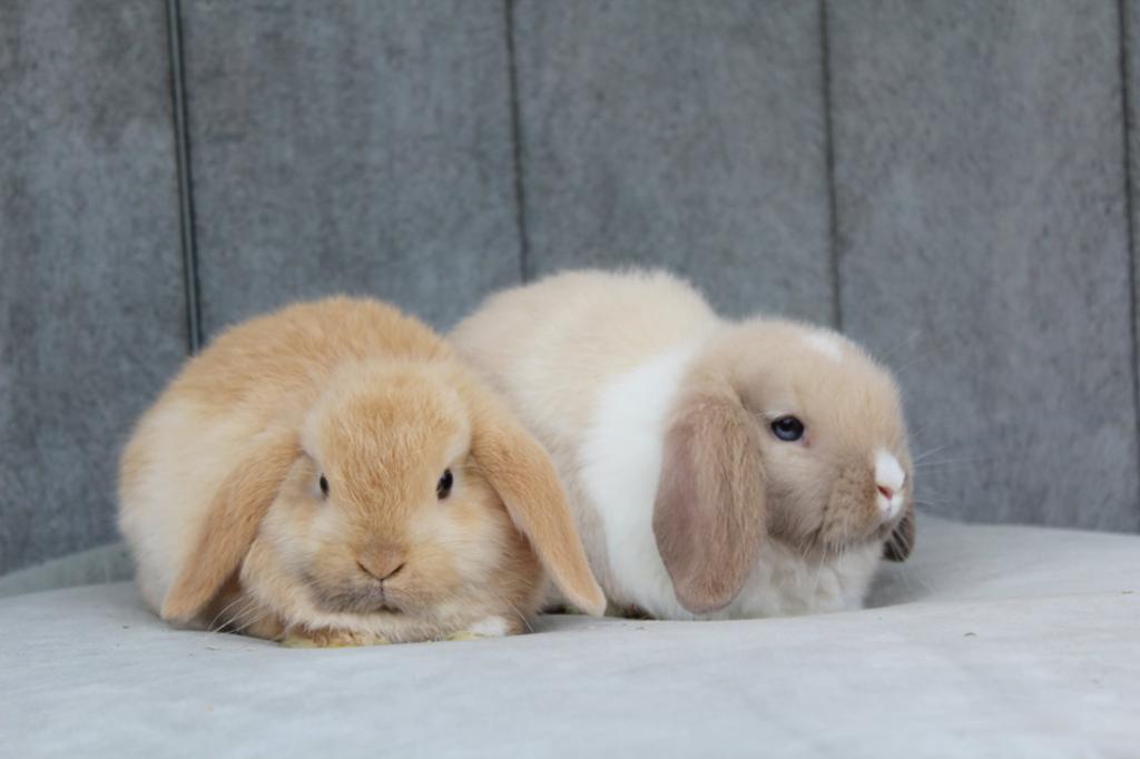 Zeer mooi minilop koppel, Dieren en Toebehoren, Meerdere dieren, Klein, Hangoor, 0 tot 2 jaar