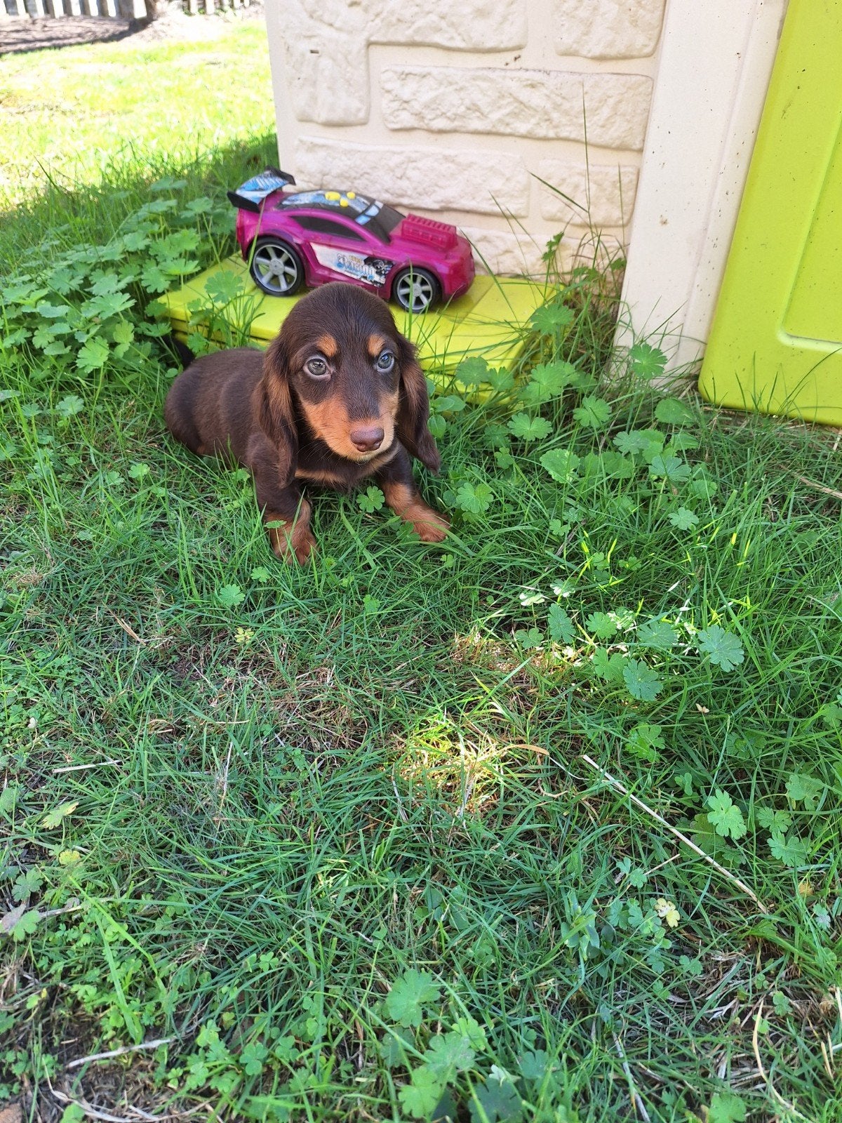 Langharige dwergteckel pups, Animaux & Accessoires, Maladie de Carré (chiens), Belgique, Poils longs, Plusieurs