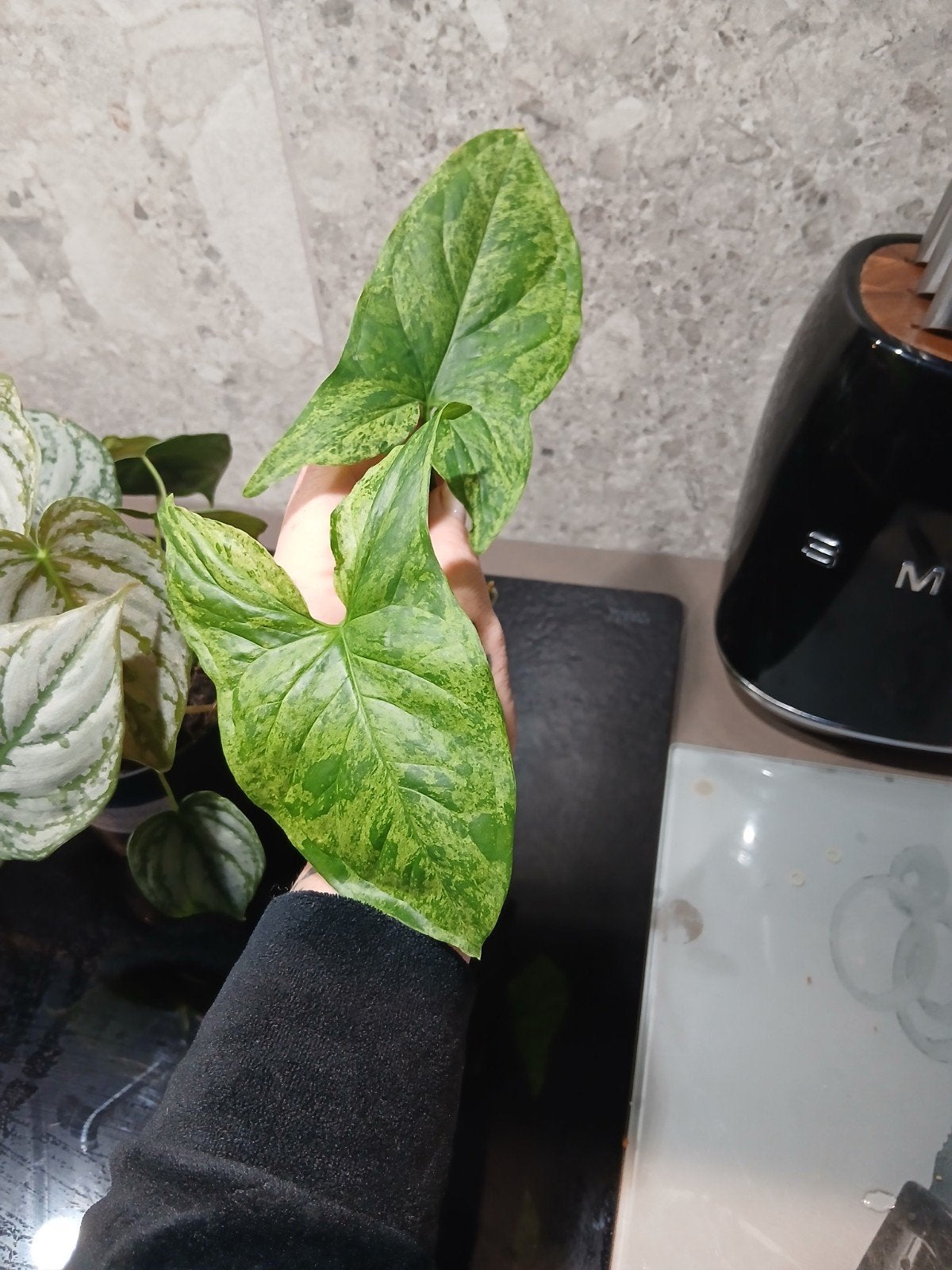 syngonium motteld mojito, Huis en Inrichting, Ophalen of Verzenden