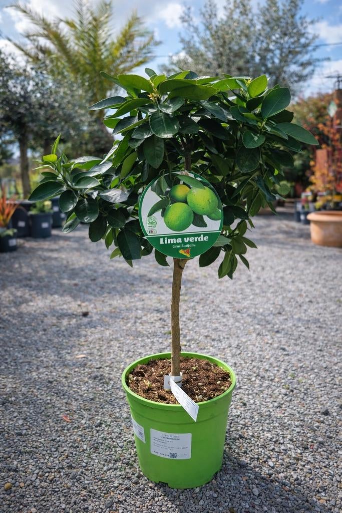 Citrus Limoen, Tuin en Terras, Ophalen