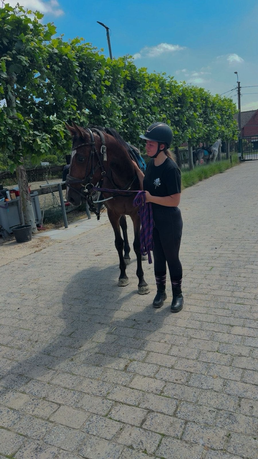 Étalon brun avec papiers Zangersheide à vendre, Animaux & Accessoires, Enlèvement, Neuf