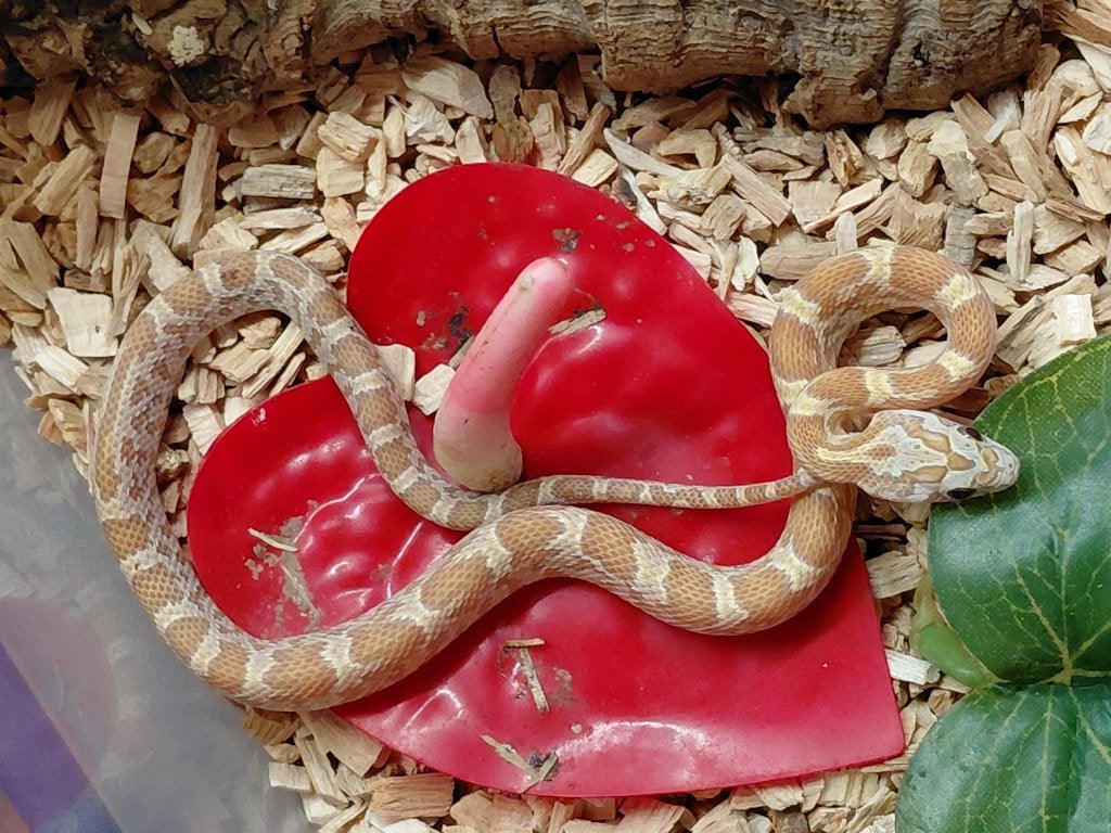 citron (homme) en 2026, Animaux & Accessoires, Serpent, 0 à 2 ans