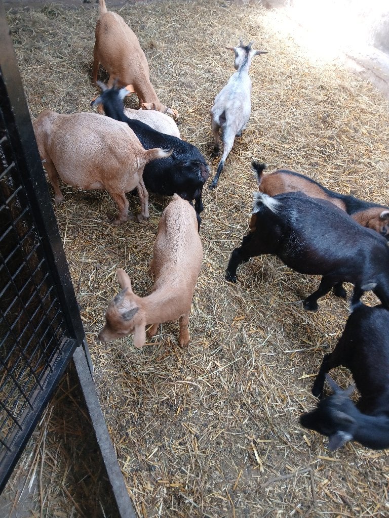 Dwerggeit, Dieren en Toebehoren, Schapen, Geiten en Varkens, Mannelijk, Geit, 0 tot 2 jaar