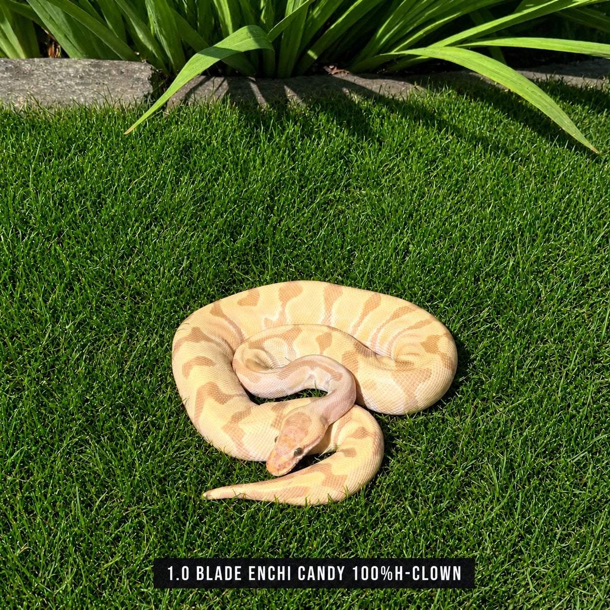 Python Regius - CANDY Ball Python - male for sale from T-R-E