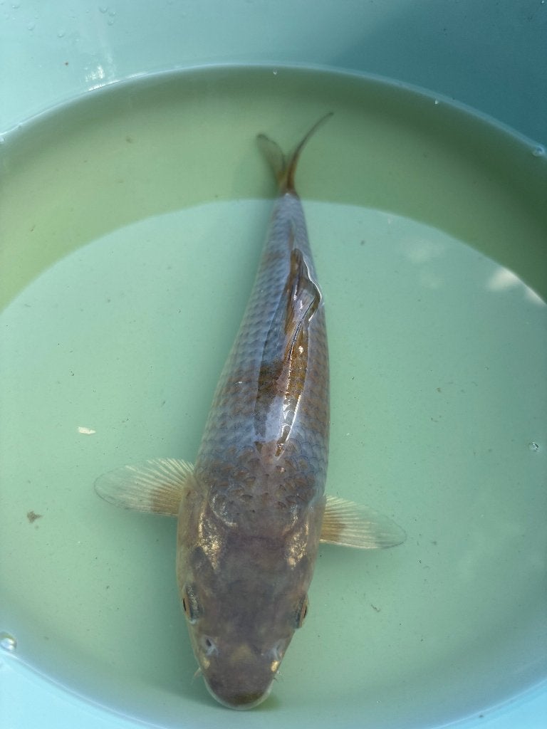 Koi Ochiba 24cm, Carpe ou Koï