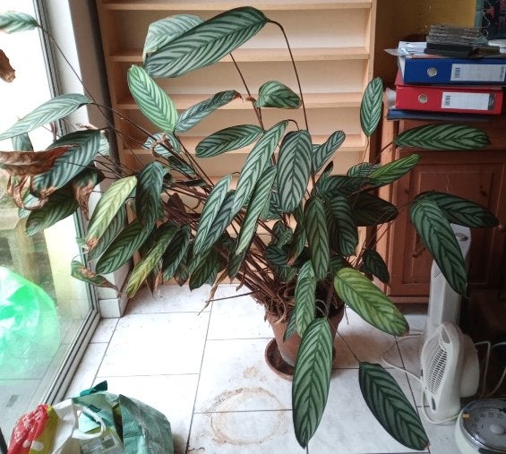 Kamerplant (calathea?) (vlakbij Hubo UZ Gent) (+/- 1m groot), Huis en Inrichting, Kamerplanten, Ophalen