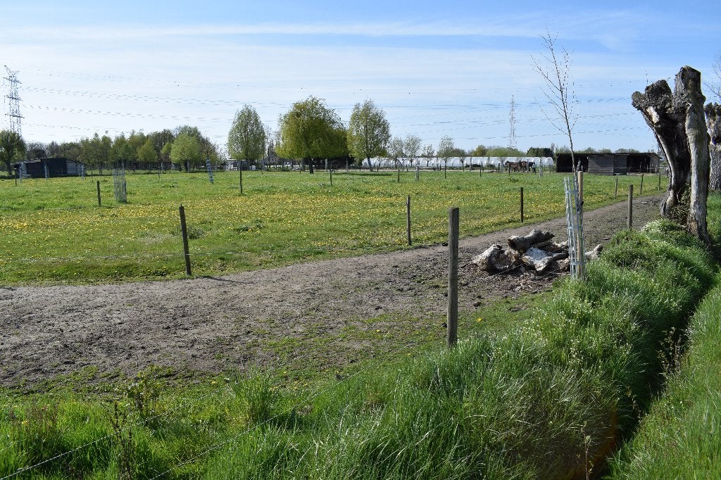 Plaats vrij voor paard/pony in Paddock Paradise in Kontich, Dieren en Toebehoren, Weidegang