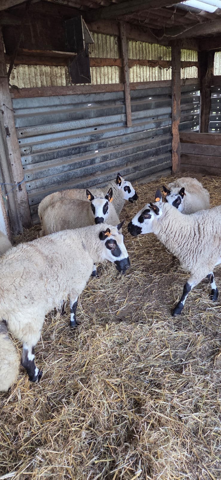 in 1 lot 7 kerry hill 3 ooien en 4 rammen, Meerdere dieren, Schaap
