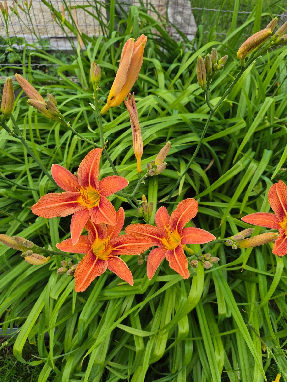 Plante à fleur Lys orange, Jardin & Terrasse, Bulbes & Semences, Enlèvement