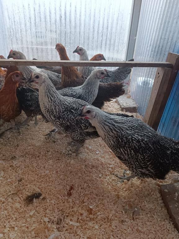 zilverhoen & goudhoen actie 5+1 / 10+3 GRATIS, Vrouwelijk, Kip