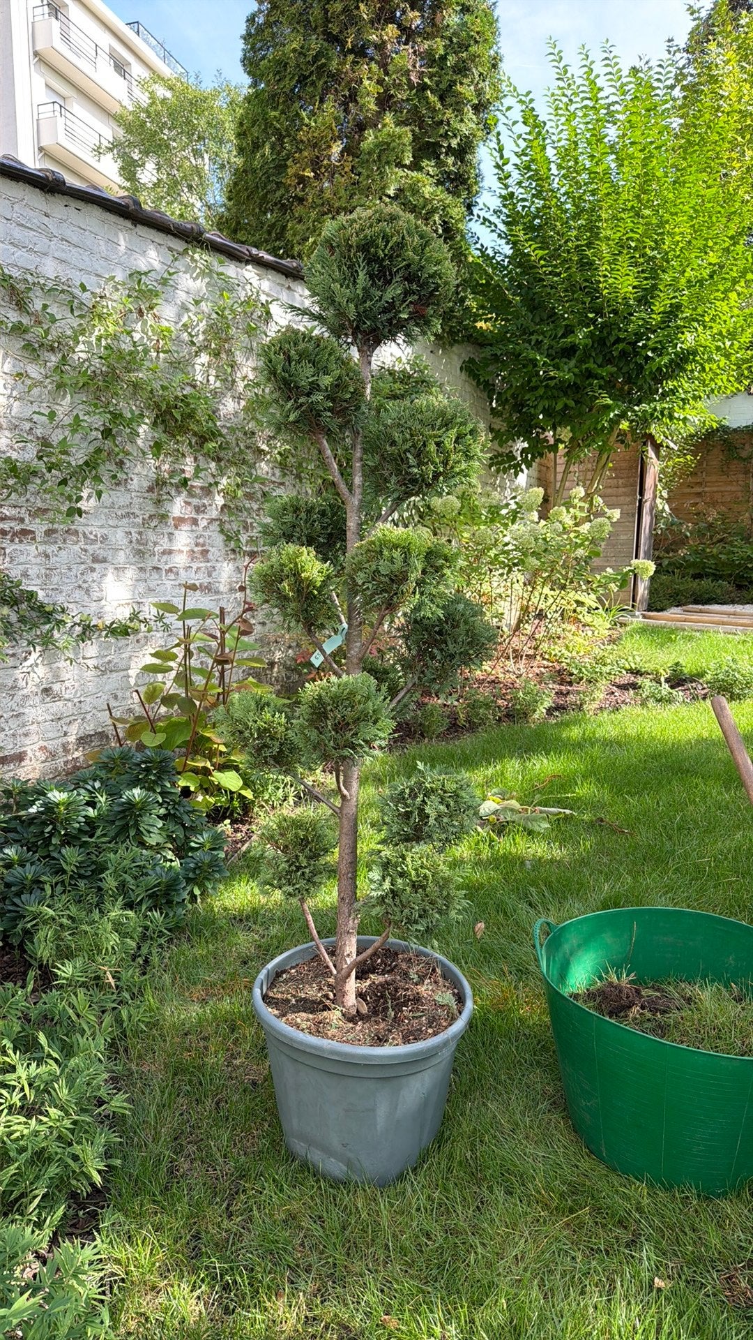 Arbre nuage Niwaki Cupressocyparis H160cm, Enlèvement