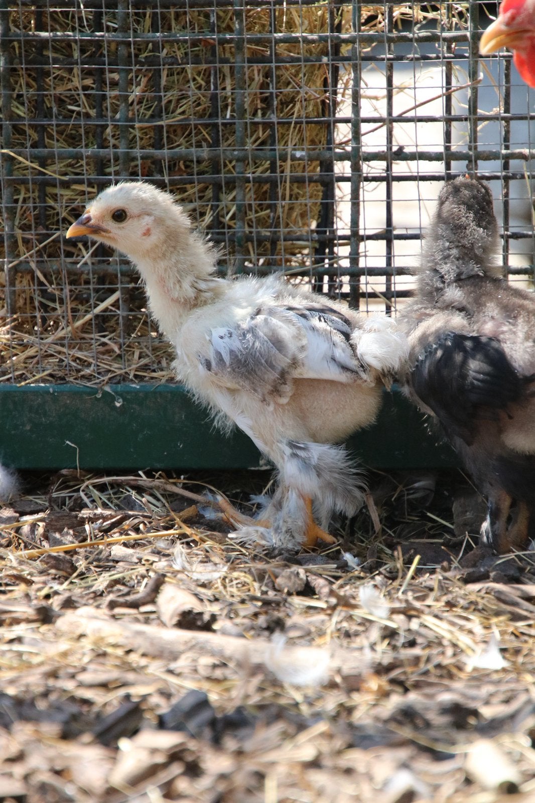 Kuikentjes Cochin Kriel te koop, Dieren en Toebehoren, Pluimvee, Meerdere dieren, Kip