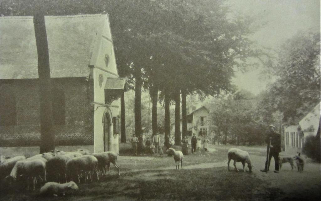 ZICHTKAARTEN- STEDEN- WAASMUNSTER-  HEIDE, Ophalen of Verzenden, Ongelopen, Stad of Dorp