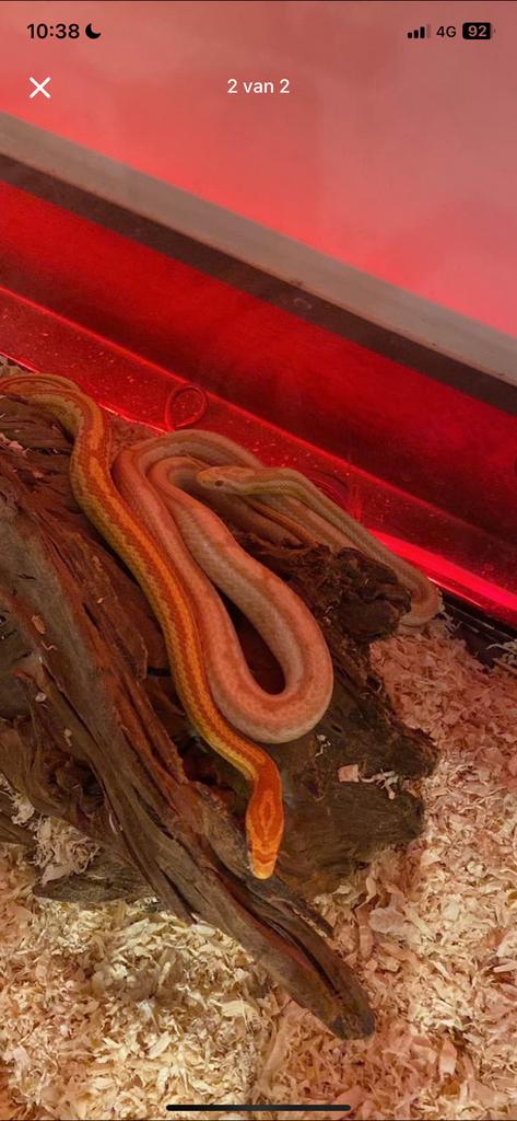 Slagen en den slangenbak, Dieren en Toebehoren, Slang, Met terrarium, 0 tot 2 jaar
