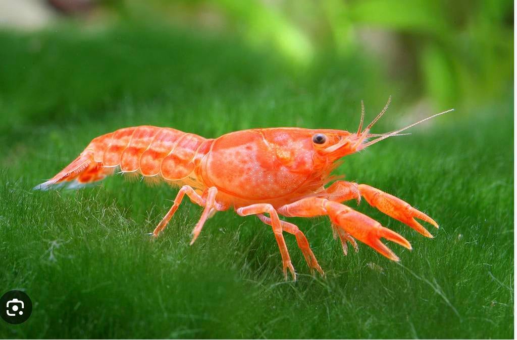 Oranje dwergkreeft Mini/Nano Zoetwater Aquarium, Animaux & Accessoires, Poissons | Poissons d'aquarium, Poisson d'eau douce, Homard, Crabe ou Crevette