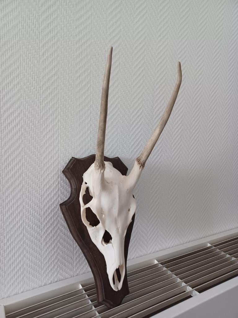 Sika deer schedel met gewei, Verzamelen, Dierenverzamelingen, Zo goed als nieuw, Schedel, Ophalen of Verzenden