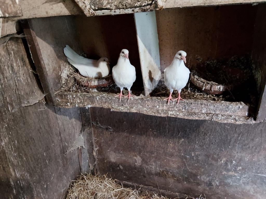 Jonge duiven, Dieren en Toebehoren, Meerdere dieren, Postduif