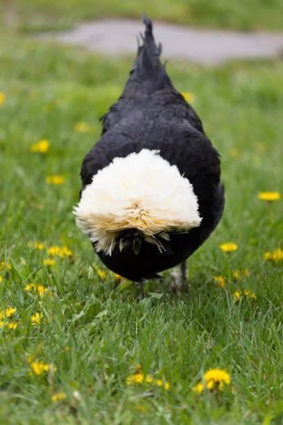 Hollandse kuifhoender krielkippen jonge hennen beschikbaar, Dieren en Toebehoren, Pluimvee, Vrouwelijk, Kip