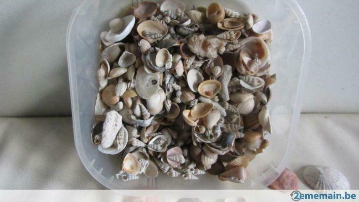 coquillages divers, Verzenden