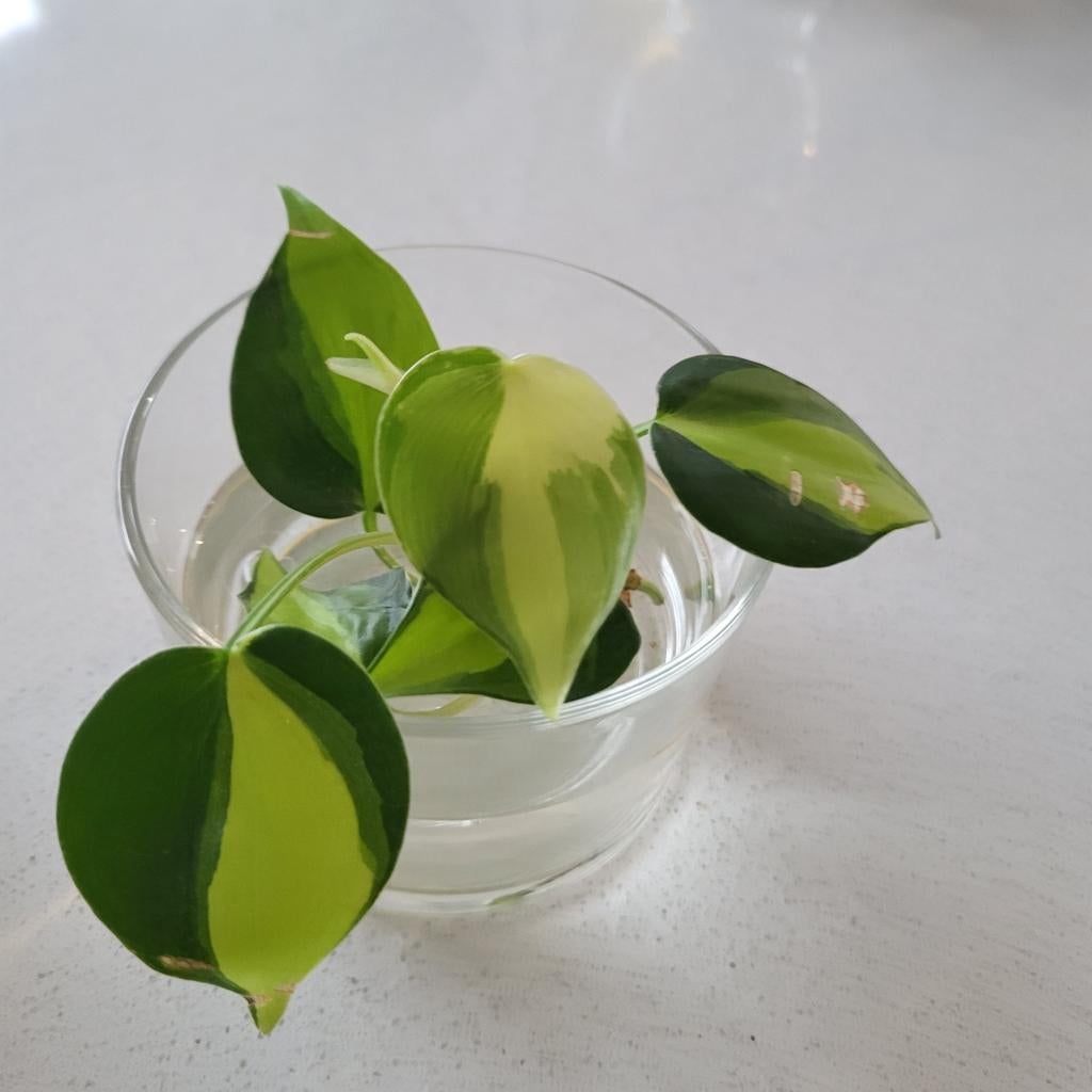 Stekje Philodendron hederaceum Brazil, Huis en Inrichting, Kamerplanten, Ophalen