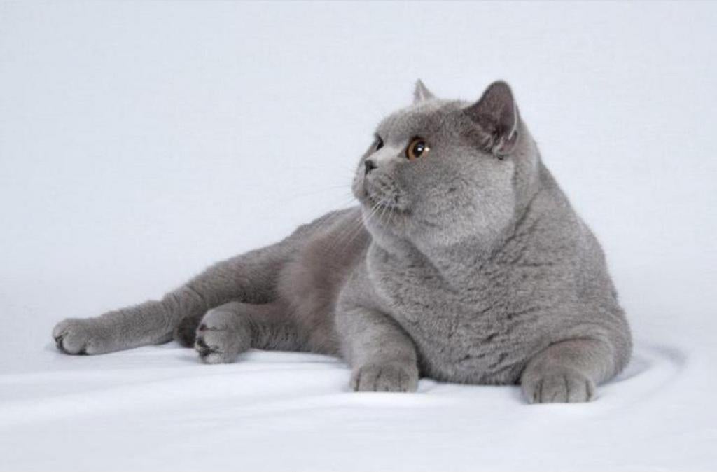 Brits korthaar dekkater met kapioenlijn bloedgroep B, Dieren en Toebehoren, 3 tot 5 jaar