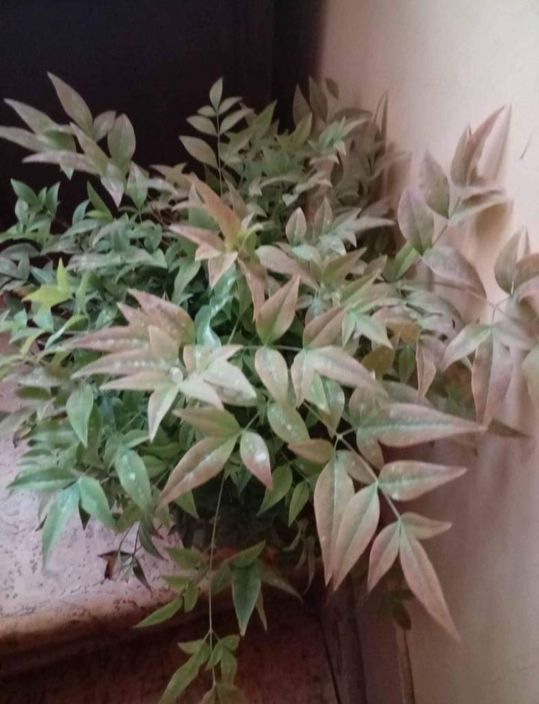 Nandina, Enlèvement, Arbuste