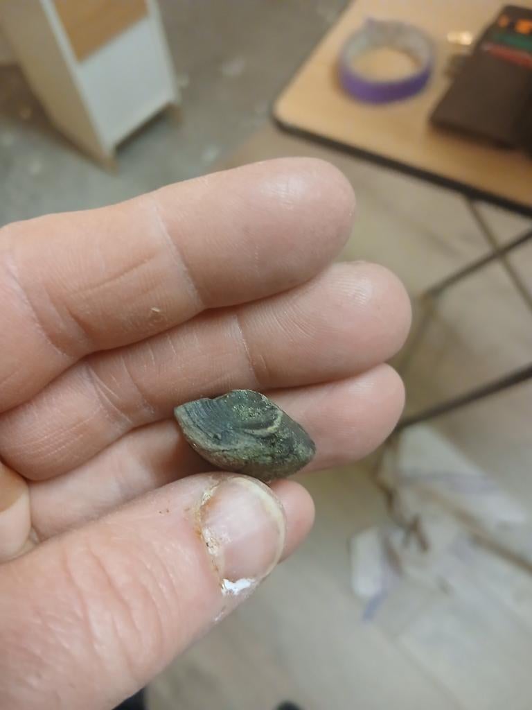 Fossiele haaienwervel fragment, Verzamelen, Ophalen of Verzenden