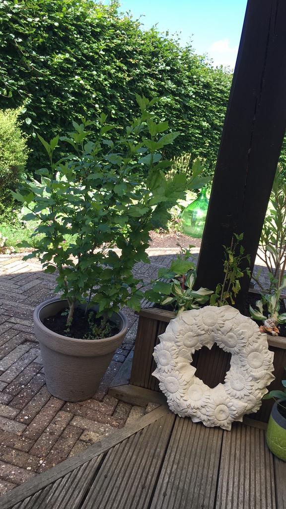 Hibiscus in pot. Winterhard!, Tuin en Terras, Planten | Tuinplanten, Vaste plant, Overige soorten, Halfschaduw, Zomer, Ophalen