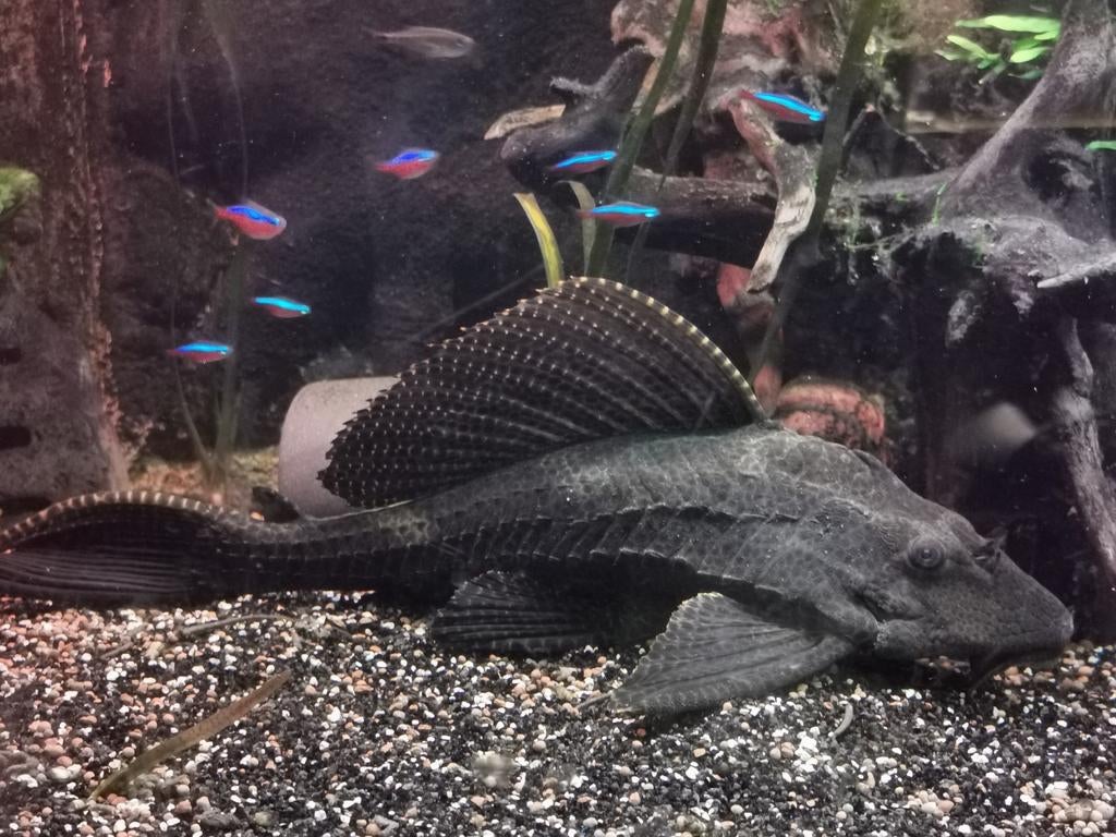 2 pleco's 35-40cm, Dieren en Toebehoren