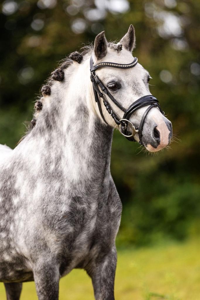 Prachtige b pony, Merrie, Dressuurpony, 3 tot 6 jaar, B pony (1.17m tot 1.27m)
