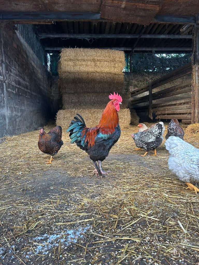 Koppel marans koperhals